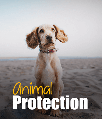 Animal protection