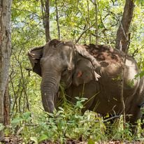  Kindred Spirit Elephant Sanctuary