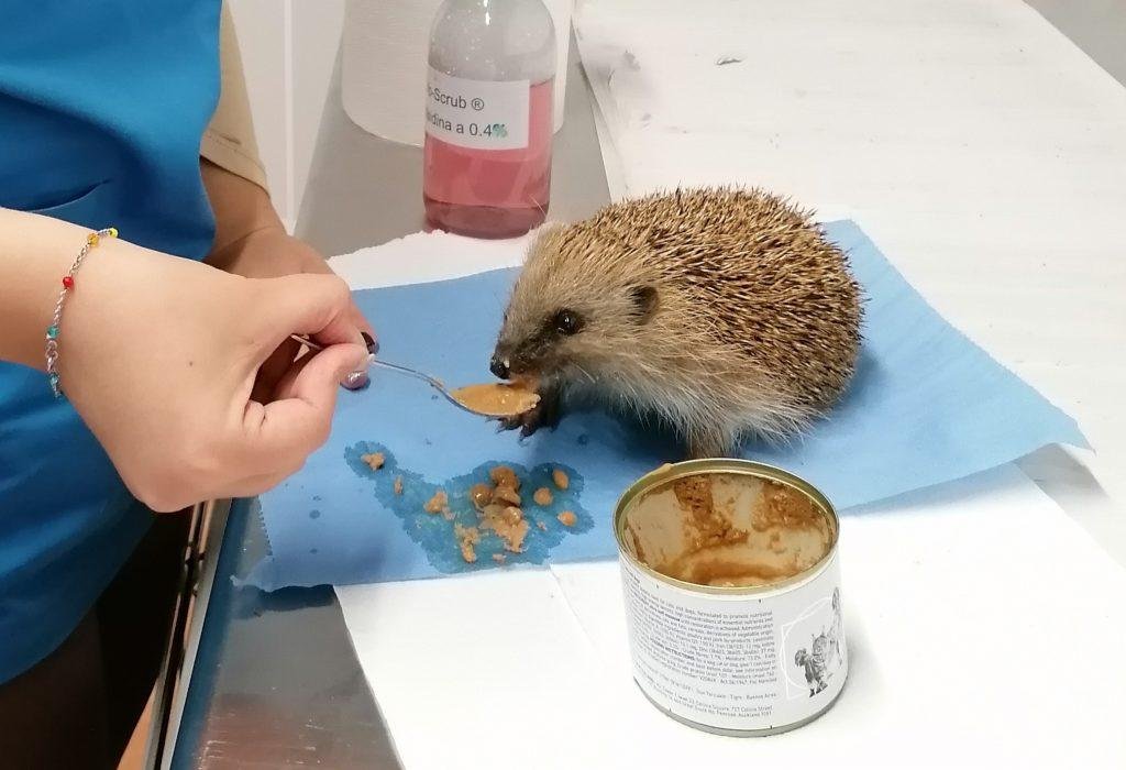 Hedgehog