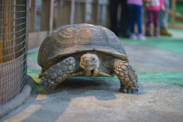 A volunteer in the tortoise center