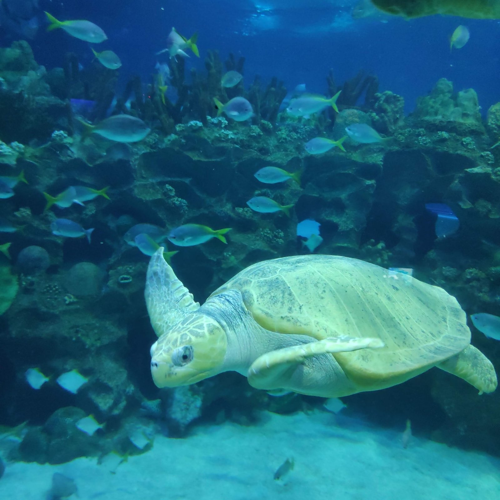 Green Sea Turtles