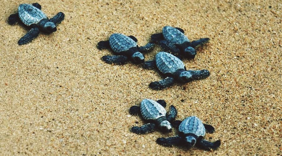 Olive Ridley Sea Turtles