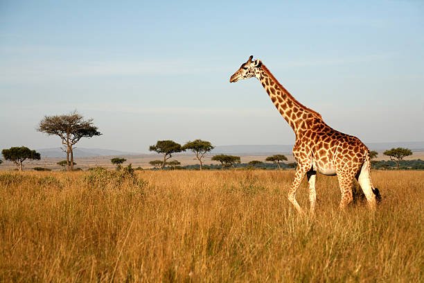 Giraffe: Tallest Creature on Earth, Yet Vulnerable to Extinction
