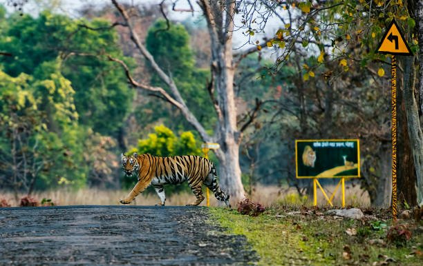 Tiger Conservation: Challenges and Success Stories