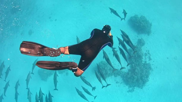 Dolphin Communication: Deciphering the Language of the Sea