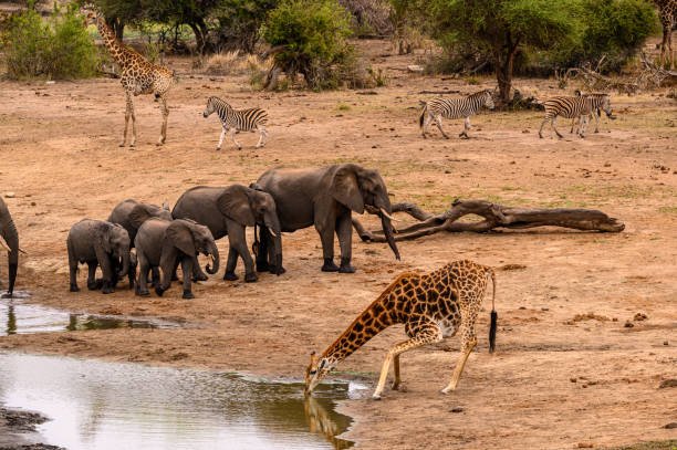 The Gentle Giants: Exploring the World of Elephants and Giraffes