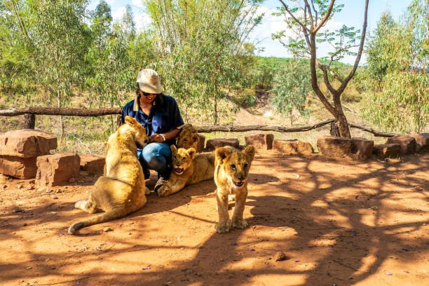 Understanding the Majesty of Lions: A Deep Dive into Their Social Structure and Behavior