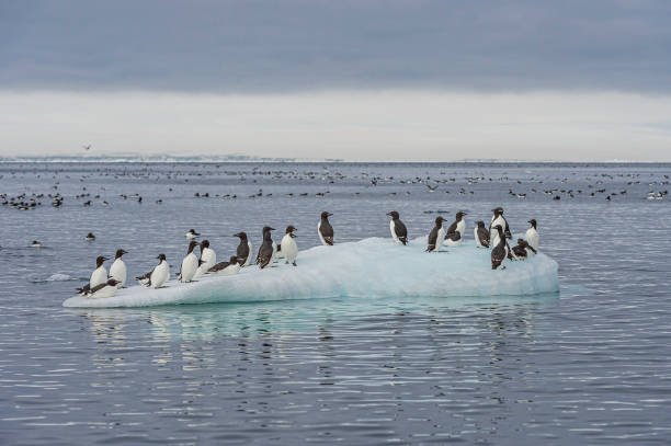The Fascinating World of Penguins: Adaptations for Survival in the Antarctic