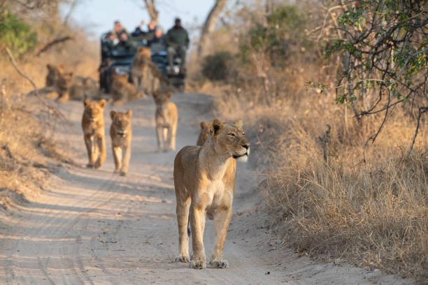 Understanding the Majesty of Lions: A Deep Dive into Their Social Structure and Behavior
