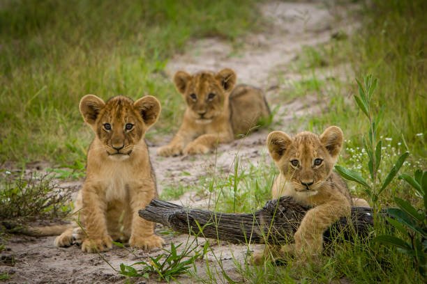 Understanding the Majesty of Lions: A Deep Dive into Their Social Structure and Behavior