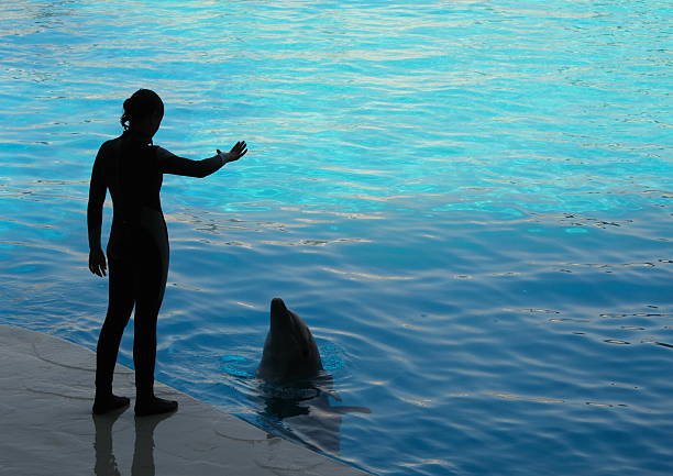 Dolphin Communication: Deciphering the Language of the Sea
