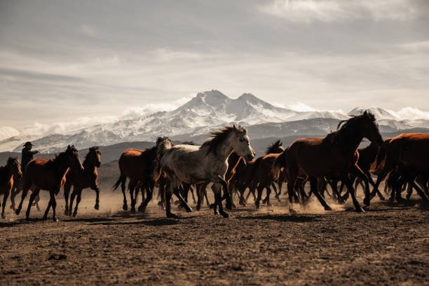 Unravelling the Mystique of the Takhi and Feral Equines A species that exemplifies grace and resilience, the horse roams the enormous embrace of our planet's landscapes, where rolling grasslands meet boundless horizons. These gorgeous creatures inspire a primitive sense of freedom in us, whether it's the bold brumbies negotiating Australia's harsh terrain or the energetic mustangs galloping across North America's plains. Beyond the romantic appeal, however, is a story filled with tales of survival and adaptation, in which the precarious equilibrium between nature and humanity is revealed in an enduring dance of respect and interdependence.  Unveiling the True Wild: The Takhi's Tale The takhi is the last remaining representative of pure wildness among the several species of horses. The horses that are indigenous to the vast steppes of Central Asia are called takhi, or Przewalski's horses. It is the essence of untamed nature. The takhi has not been polluted by human involvement, in contrast to its feral counterparts that can trace their pedigree back to domesticated stock.  From Domesticity to Freedom: The Saga of Feral Horses In contrast to the pristine wilderness of the takhi, feral horses trace a tumultuous lineage shaped by human influence. Descendants of domesticated horses that escaped the confines of human settlements, these creatures embarked on a journey of adaptation and survival in the untamed wilds. From the iconic mustangs of North America to the spirited brumbies of Australia, feral equines have carved out a niche in diverse ecosystems across the globe.  Life on the Open Range: The Grazing Grounds of Wild Equines Wild horses coexist peacefully with the earth's natural cycles in the midst of untamed wilderness, their lives entwined with the seasonal cadence. Their graceful strides taking them across plains and through meadows as they search for food have caused them to travel across vast expanses since they were born to roam. These amazing creatures find comfort and food in environments shaped by the soft touch of wind and the relentless forces of weather, from the endless grasslands of the American West to the untamed hills of Scotland.  Predators and Prey: Navigating the Perils of the Wild Living in the wild is a never-ending battle with the environment and the constant fear of predators. Wild horses have to be alert to avoid getting caught in the web of their natural enemies, which range from the silent pursuit of cougars to the cunning prowling of wolves. However, there is a delicate balance where predator and prey cohabit in a dance that is as old as time itself, hidden within the perils.  Global Nomads: Feral Herds Across Continents Wide-ranging landscapes, from the sun-kissed plains of Portugal to the mist-covered highlands of Scotland, have been profoundly impacted by feral horses. The famous Australian brumbies, who represent tenacity and adaptation, inhabit the untamed Outback. Herds of feral horses find refuge among the shifting sands of barrier islands along North America's Atlantic coast, demonstrating the wild's enduring legacy.  The Call of the Wild: A Symphony of Freedom Every wild horse has a sense of independence, an untamed energy that resists the limitations of civilization beating in its heart. These beautiful animals, whether grazing under the stars or galloping across sun-drenched plains, represent the timeless appeal of the great outdoors. Nature's magnificence humbles us in their presence, reminding us of our place in the complicated fabric of existence.  Guardians of the Wild It is our responsibility as guardians of the natural world to protect the grandeur of wild horses for future generations. We are essential to their survival, whether we are protecting their pristine habitats or maintaining the delicate balance of feral populations. We find inspiration and comfort in their company, and they serve as a constant reminder of the limitless beauty that exists outside the walls of civilization. Let's make a commitment to protect the wild and preserve these magnificent wonders' legacy for future generations.