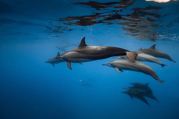 Dolphin Communication: Deciphering the Language of the Sea