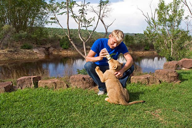 Understanding the Majesty of Lions: A Deep Dive into Their Social Structure and Behavior