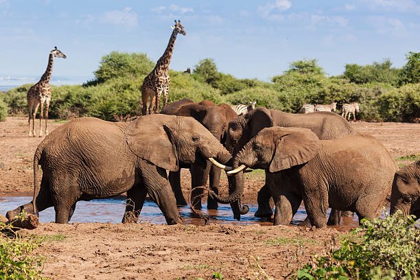The Gentle Giants: Exploring the World of Elephants and Giraffes