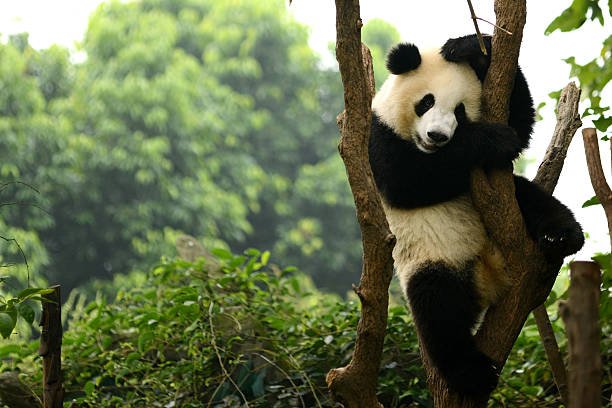 The Mysterious Lives of Giant Pandas: Conservation Efforts and Challenges