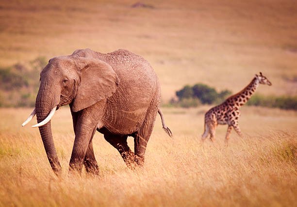 The Gentle Giants: Exploring the World of Elephants and Giraffes