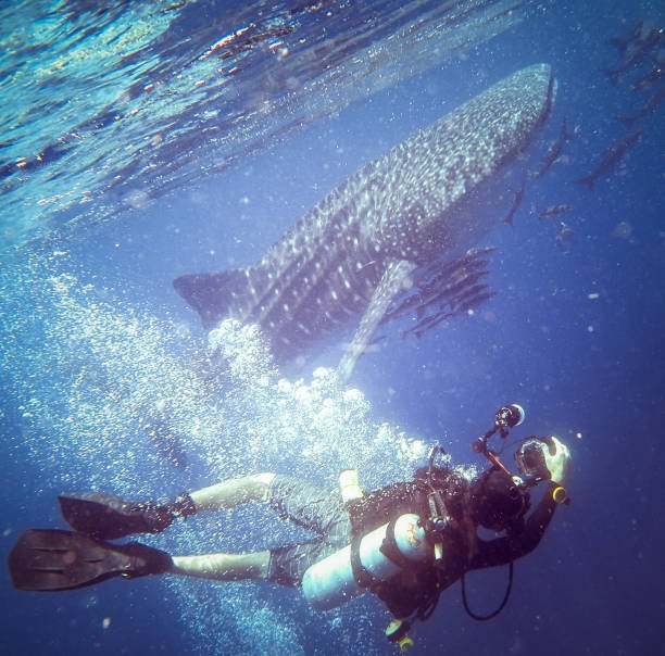 The Secret Lives of Sharks: Exploring Their Role in Marine Ecosystems