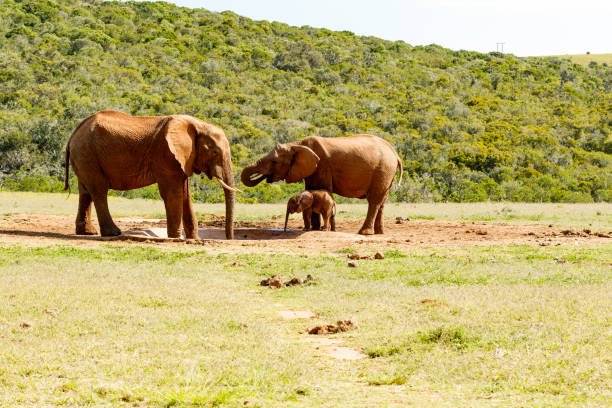 Volunteering with Elephants in Africa