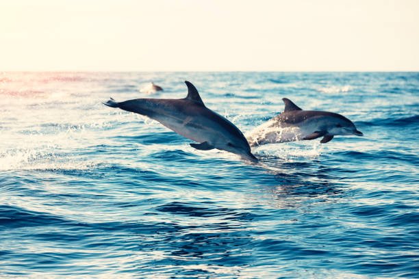 Dolphin Communication: Deciphering the Language of the Sea