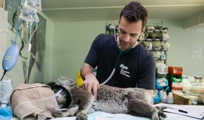 Animal care volunteers play a crucial role in helping animals recover.