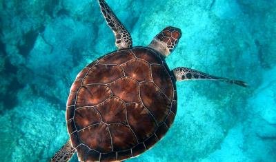 5 Turtle Species You Should Volunteer for & Where? 