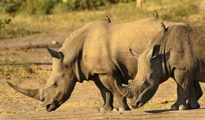 Wildlife Conservation Volunteering Abroad 2023-2024 - New perspective for a Sustainable Future