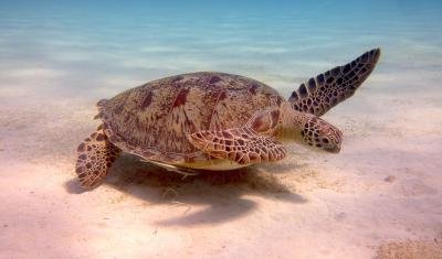 Top 7 Marine Conservation Destinations Worldwide - Volunteering to Preserve our Oceanic Legacy