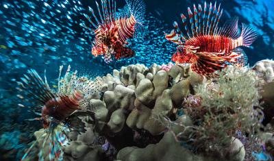 Combating Invasive Species in Belize: Volunteer for Marine Conservation