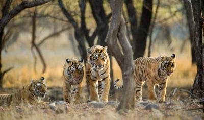 Navigating the Jungle: How Tigers Adapt to Diverse Environments