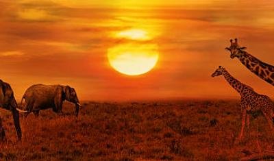 The Gentle Giants: Exploring the World of Elephants and Giraffes