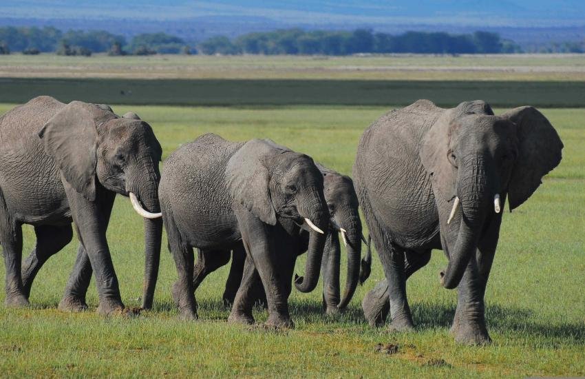 Wildlife Conservation Volunteering Guidebook