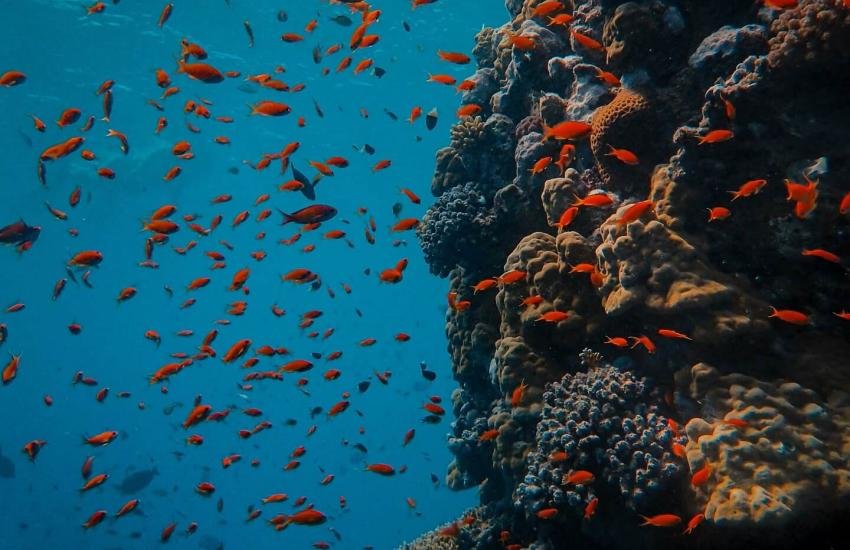 What are the types of marine life