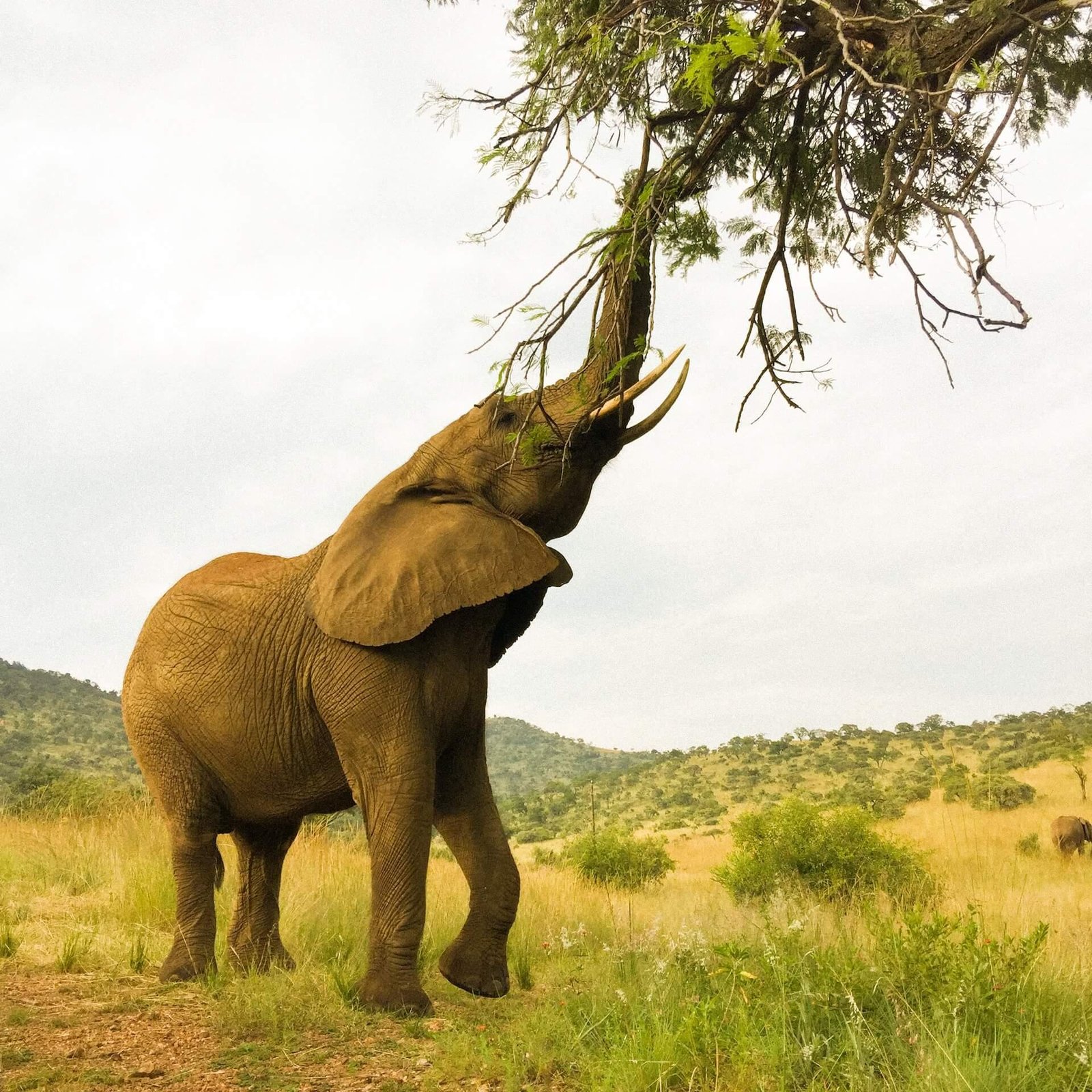 Discover Elephant Volunteer Programs