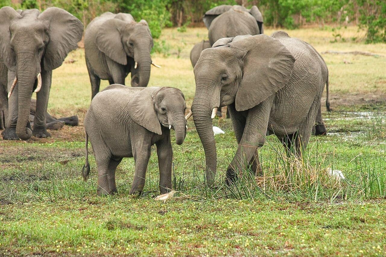 Discover Elephant Volunteer Programs