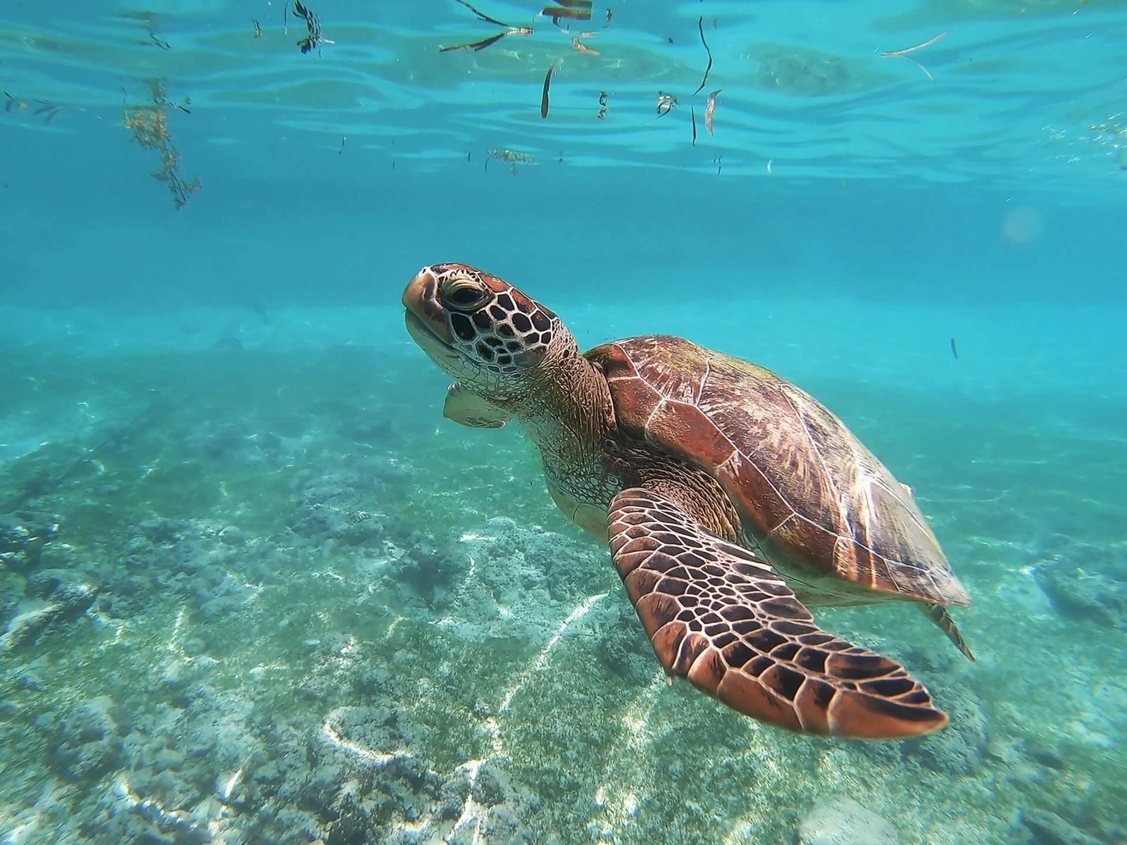 Turtle Conservation Volunteering Programs