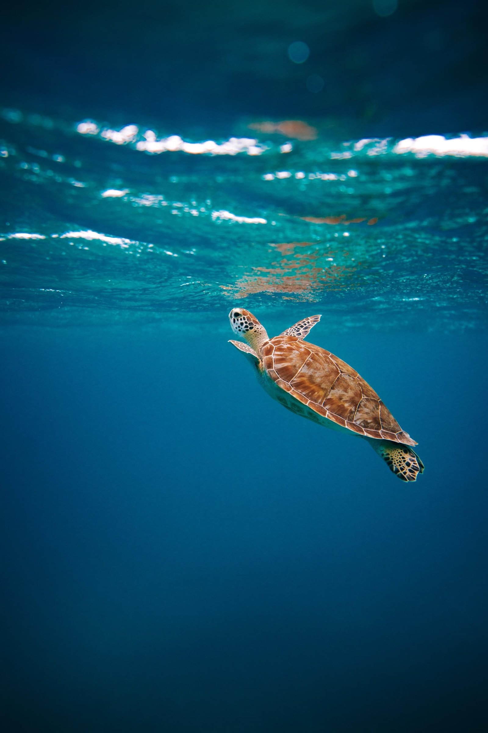 Turtle Conservation Volunteering Programs
