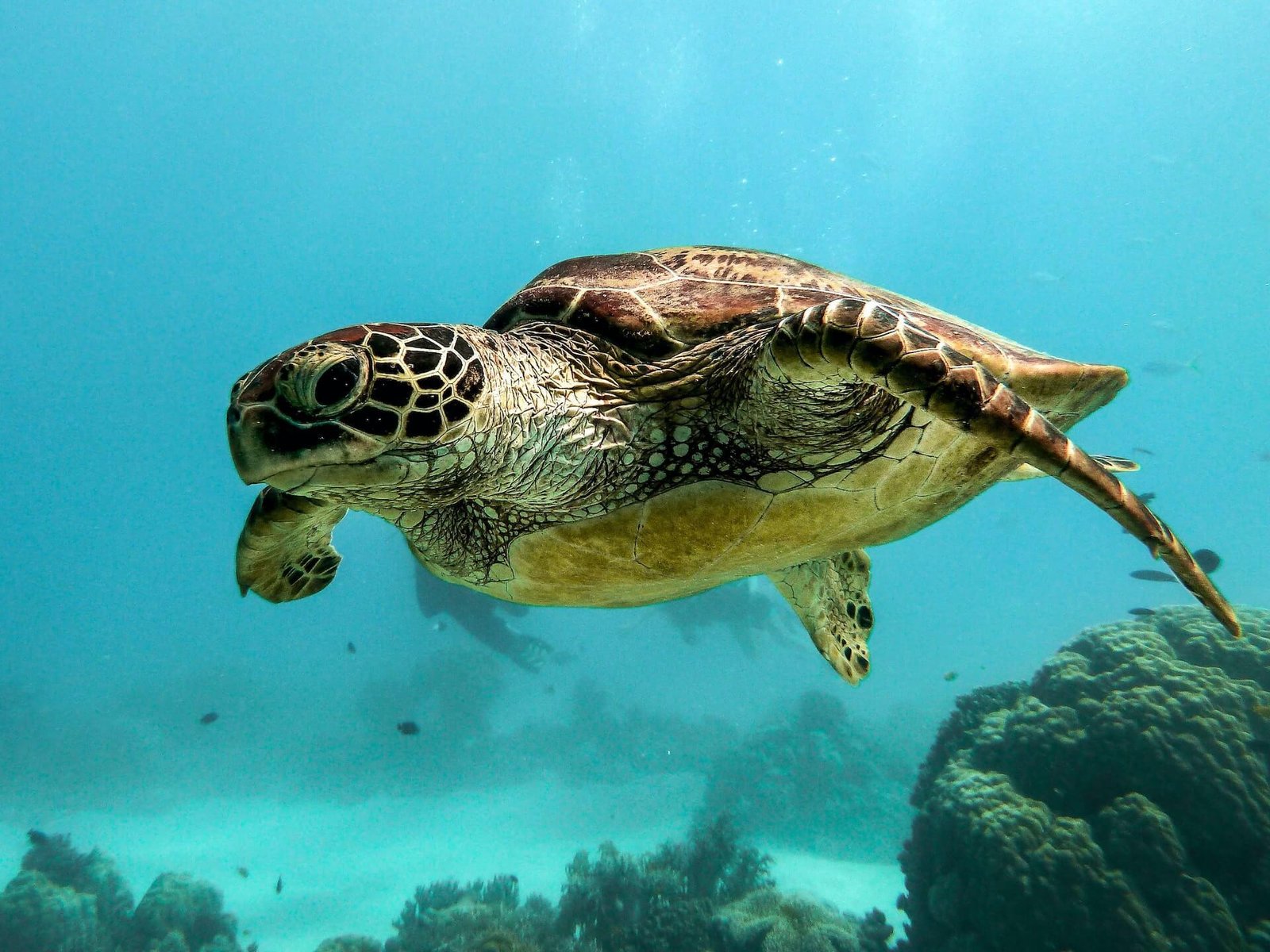 Turtle Conservation Volunteering Programs