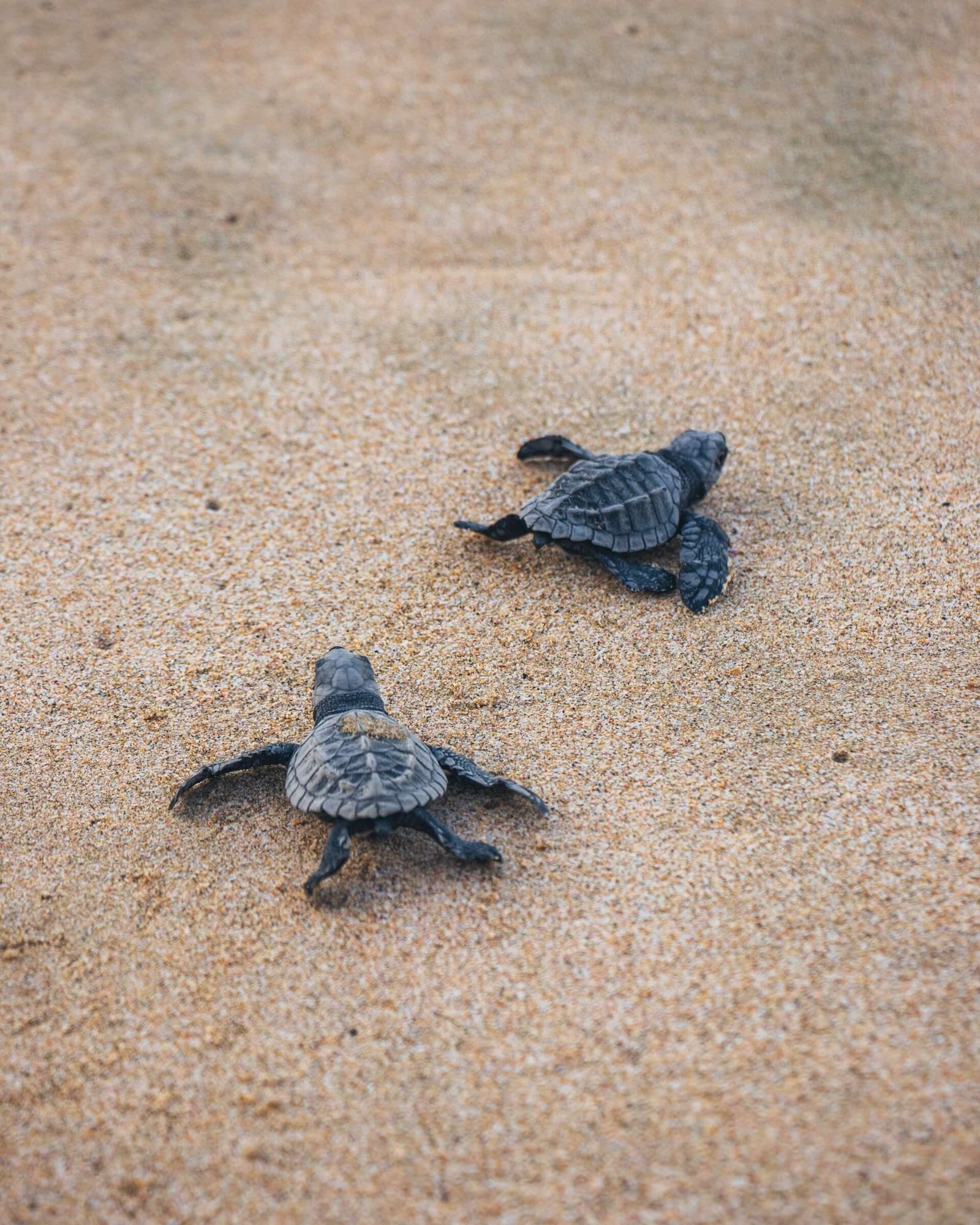 Turtle Conservation Volunteering Programs
