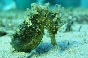 Marine Conservation - Split