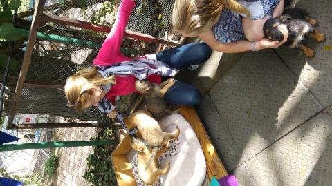 Wildlife Conservation Volunteering Program - South Africa