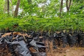 Reforestation &amp; Tree Planting in Kwahu Mountains