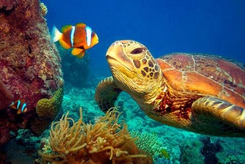 Marine Life Stewards: Assisting in the Protection of Belize's Underwater World 