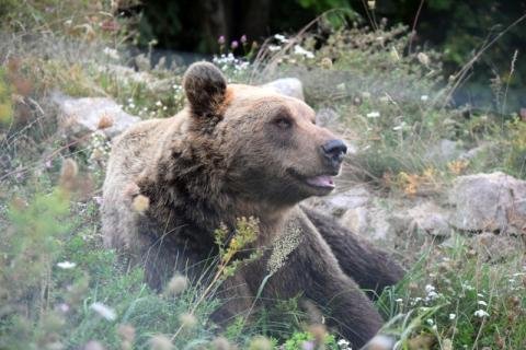 Bear Conservation Project - Croatia