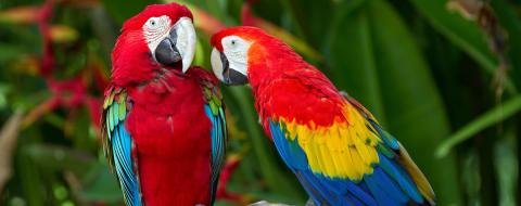 Flight for Lives: Costa Rica's Bird Conservation Program