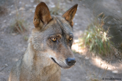Wolf Protectors: Conservation Project - Portugal