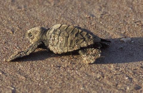 Costa Rican Turtle Rescue: Join the Conservation Volunteer Team