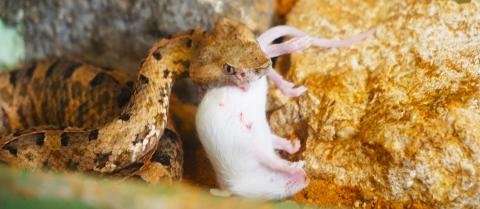 Reptile Project - Costa Rica