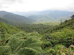 Reforestation Project - Costa Rica