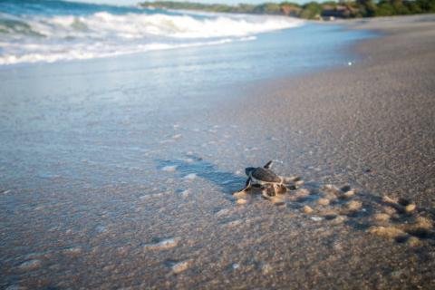 Sea Turtle Conservation Ambassador Project - Costa Rica